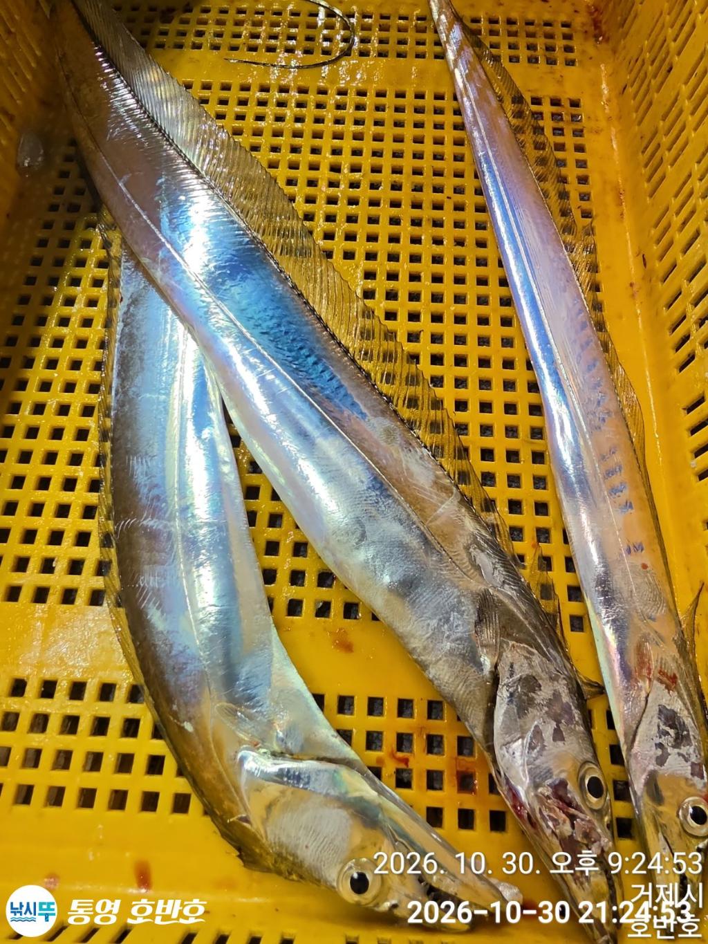 낚시뚜,갈치,통영 신전항,통영호반호,낚시뚜6