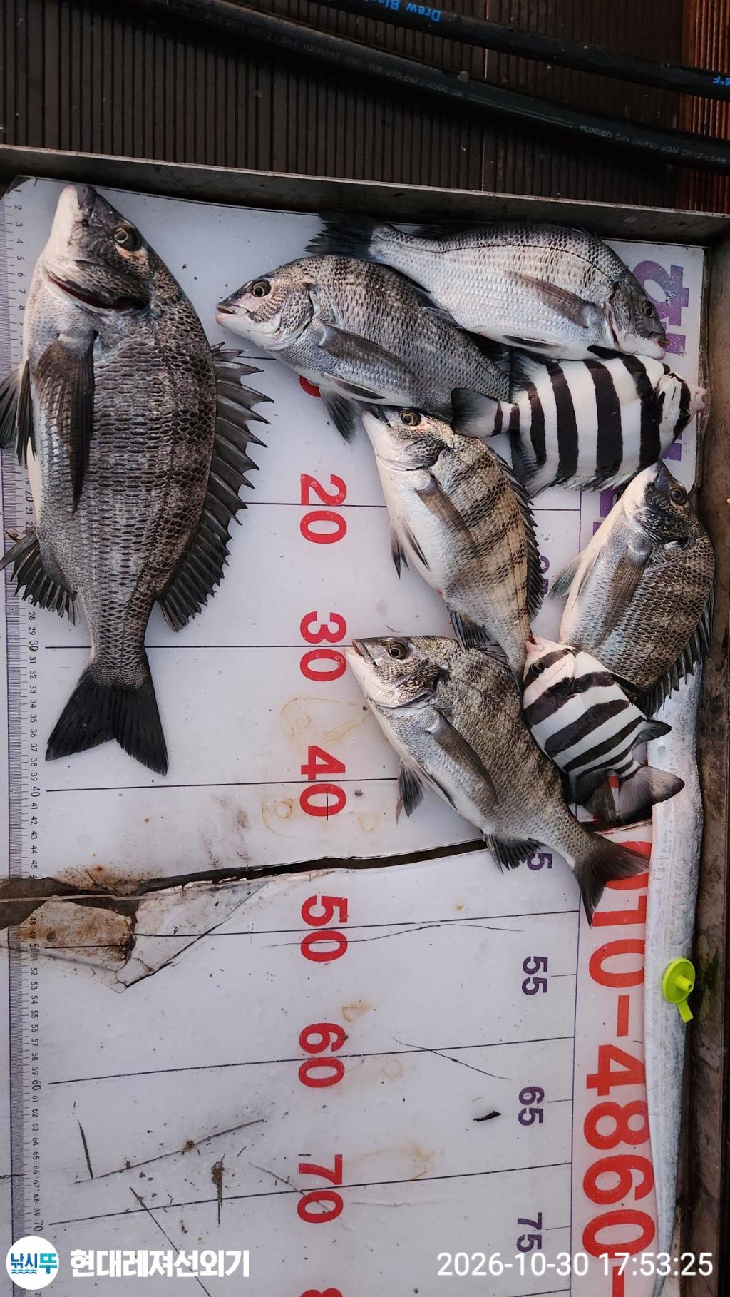 낚시뚜,감성돔,돌돔,풍화상장마을,통영 현대레져선외기,낚시뚜1