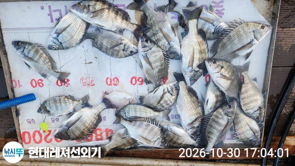 낚시뚜,감성돔,돌돔,풍화상장마을,통영 현대레져선외기,낚시뚜0