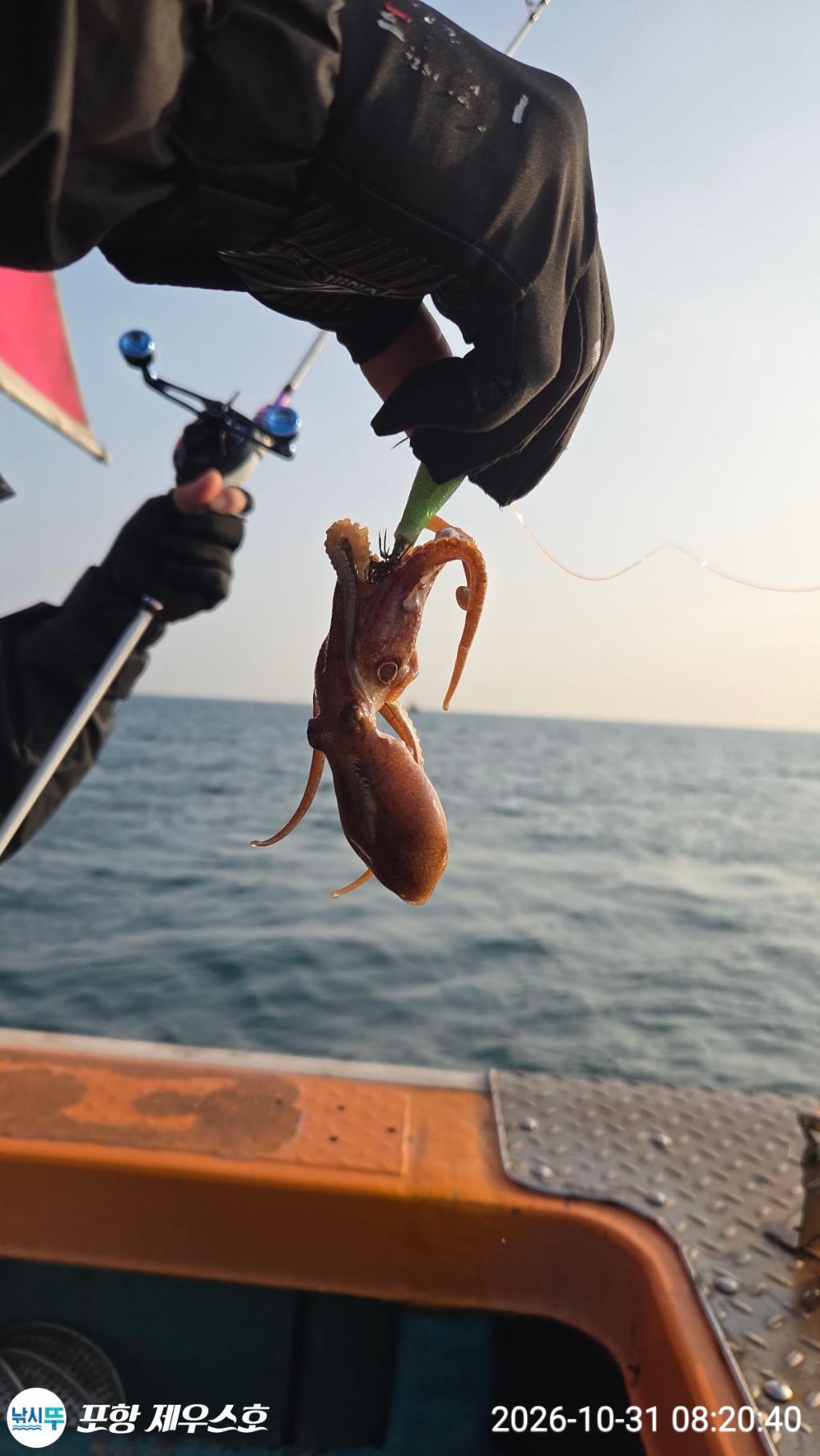 낚시뚜,돌문어,쭈꾸미,영일만항,포항 제우스호,낚시뚜19