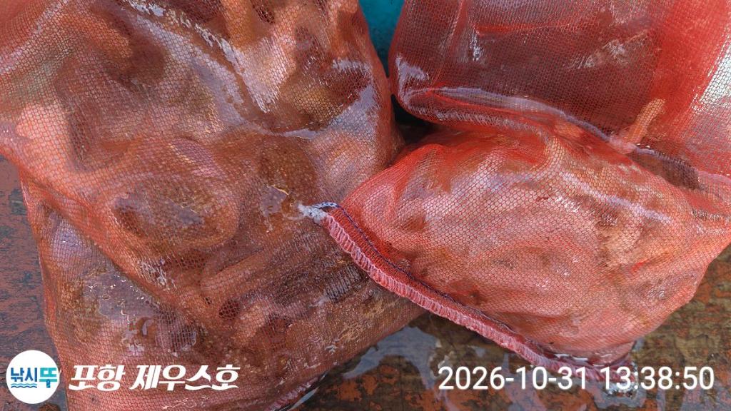 낚시뚜,돌문어,쭈꾸미,영일만항,포항 제우스호,낚시뚜1