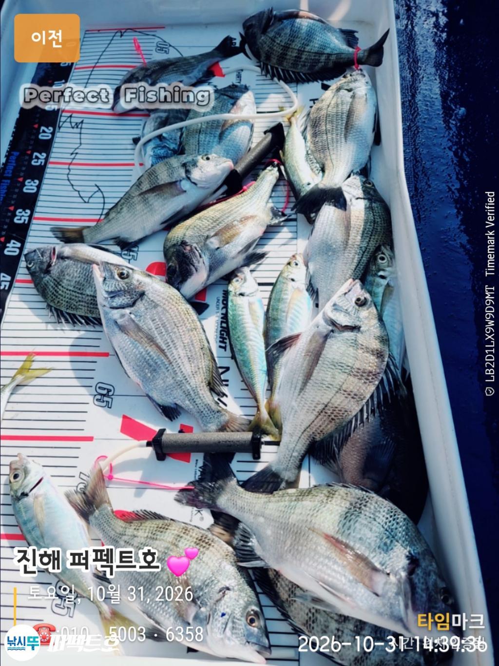 낚시뚜,감성돔,진해 수치마을 방파제,퍼펙트호,낚시뚜1