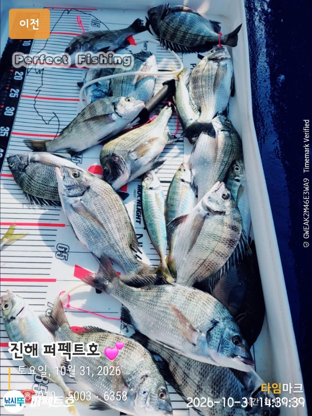 낚시뚜,감성돔,진해 수치마을 방파제,퍼펙트호,낚시뚜0