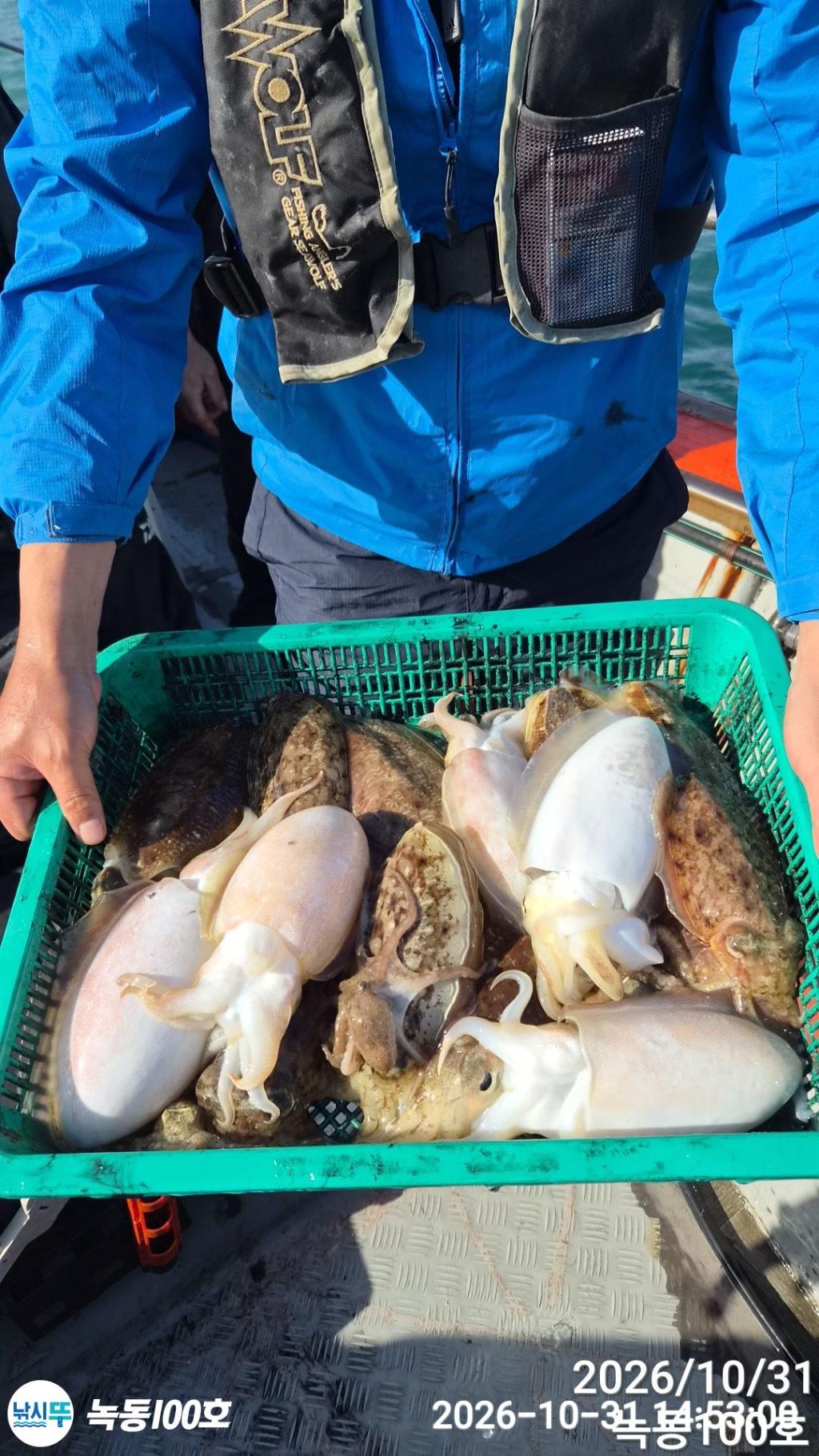 낚시뚜,갑오징어,돌문어,녹동항,녹동100호,낚시뚜21