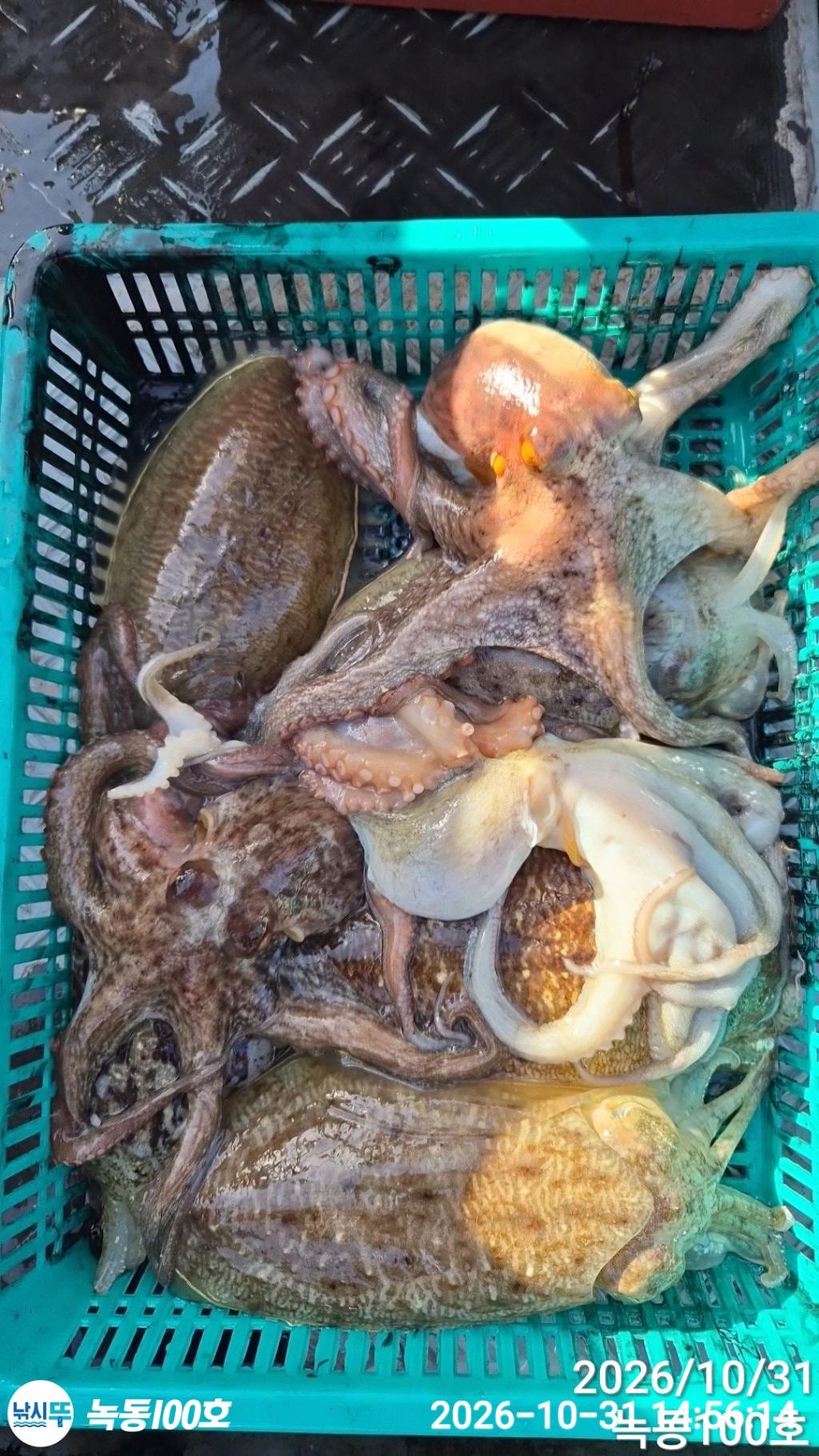 낚시뚜,갑오징어,돌문어,녹동항,녹동100호,낚시뚜15