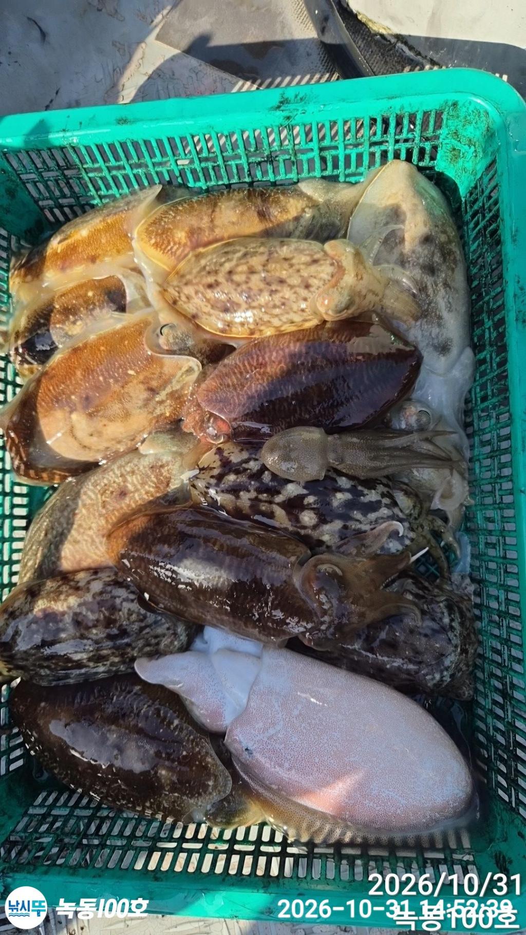 낚시뚜,갑오징어,돌문어,녹동항,녹동100호,낚시뚜12