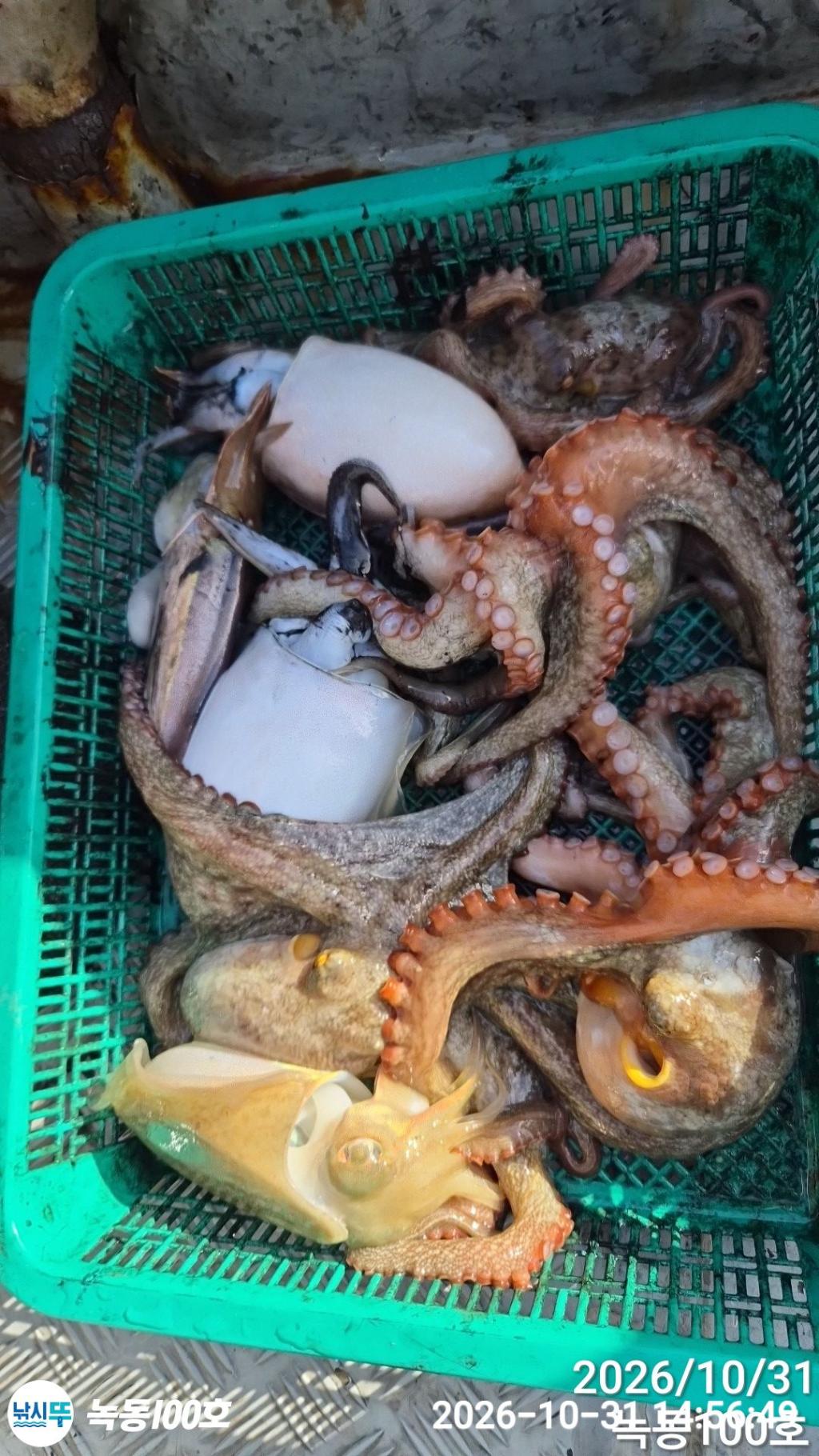 낚시뚜,갑오징어,돌문어,녹동항,녹동100호,낚시뚜7