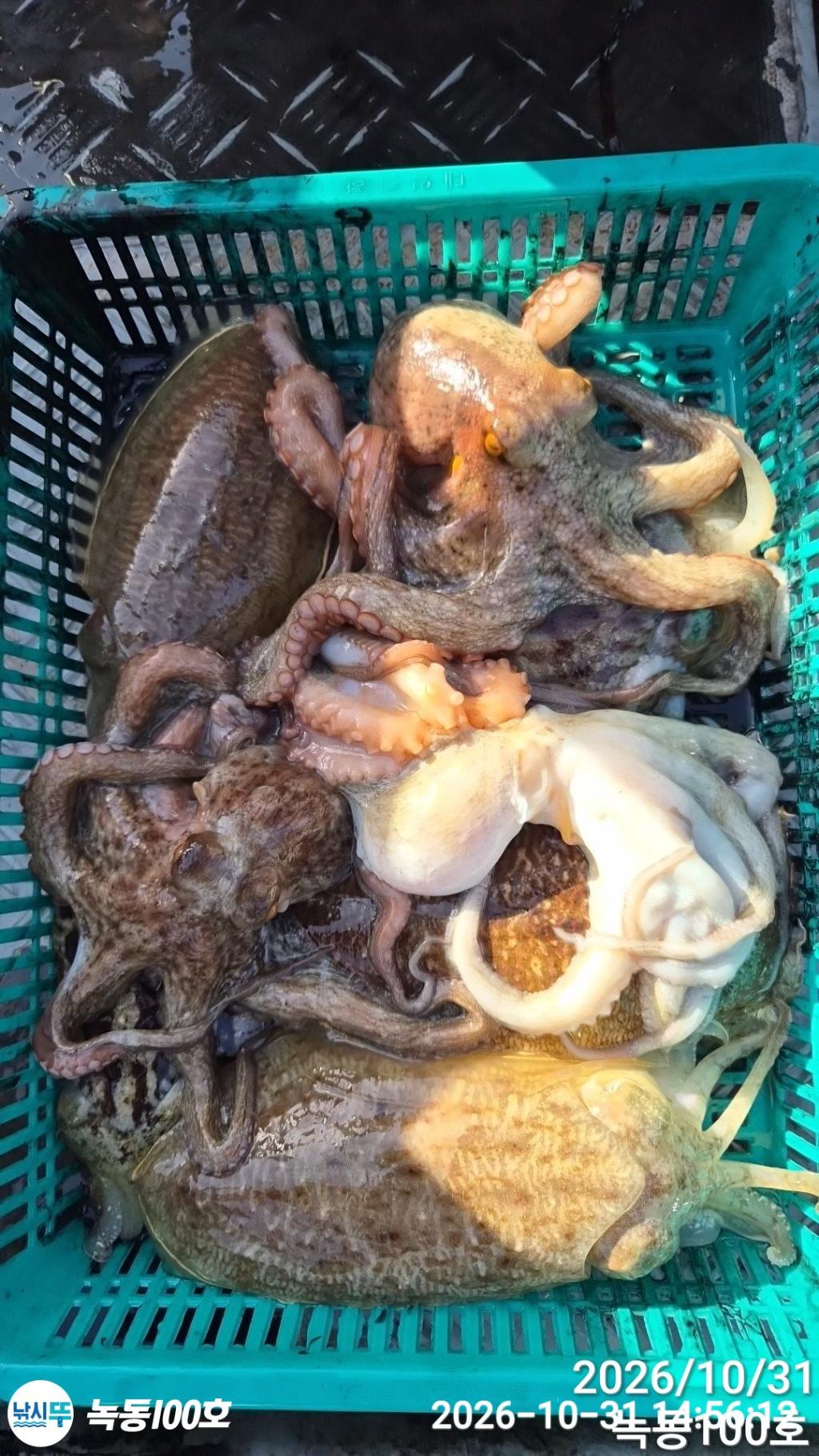 낚시뚜,갑오징어,돌문어,녹동항,녹동100호,낚시뚜6