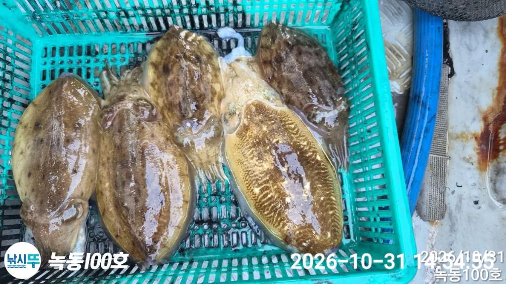 낚시뚜,갑오징어,돌문어,녹동항,녹동100호,낚시뚜5