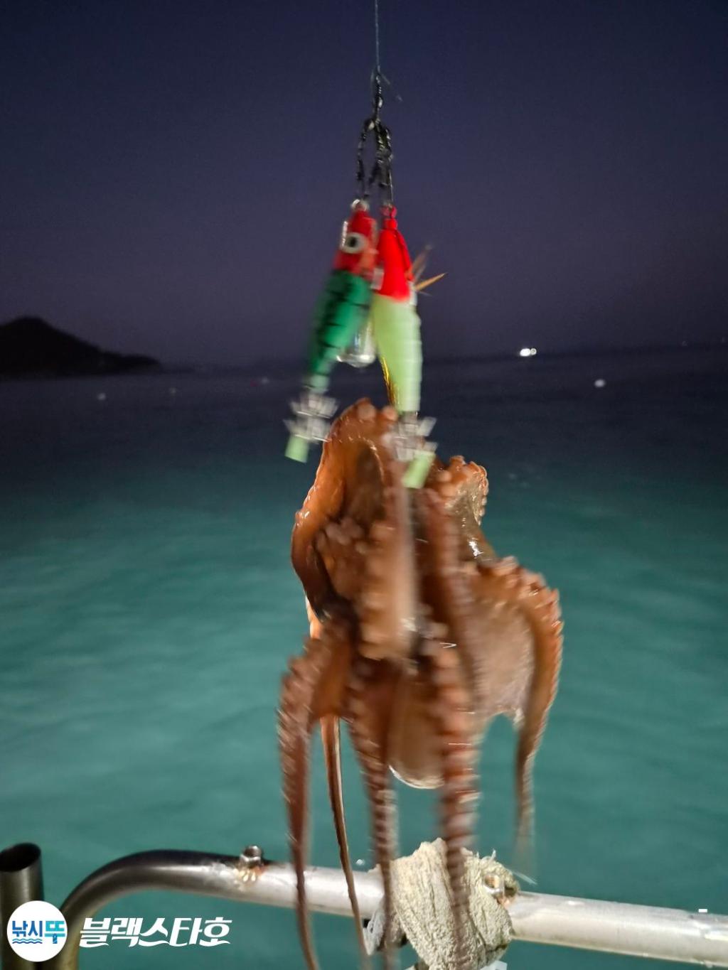 낚시뚜,돌문어,삼천포 팔포항,삼천포 블랙스타,낚시뚜3