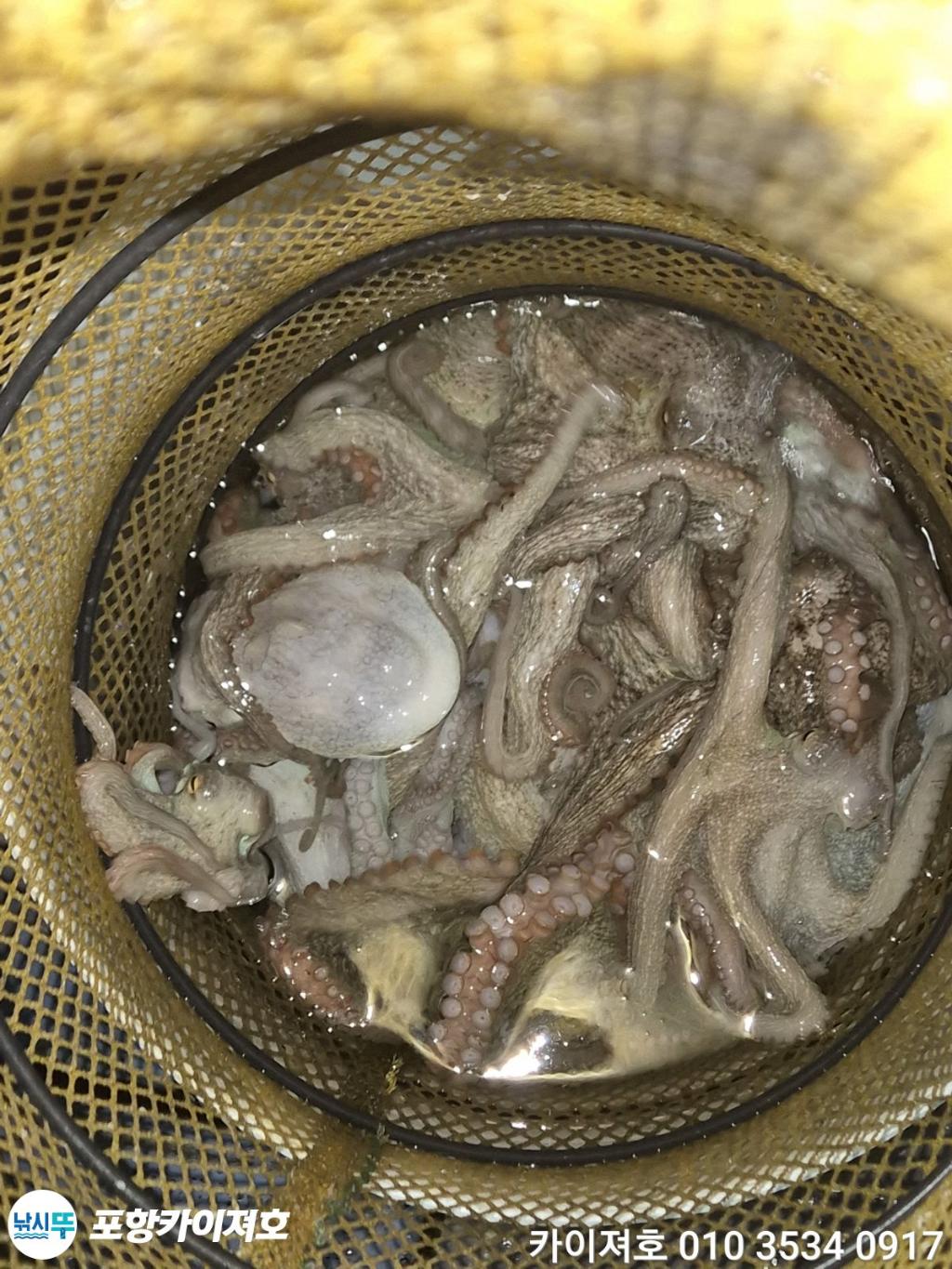 낚시뚜,기타 (직접입력),영일만항,포항카이져호,낚시뚜53