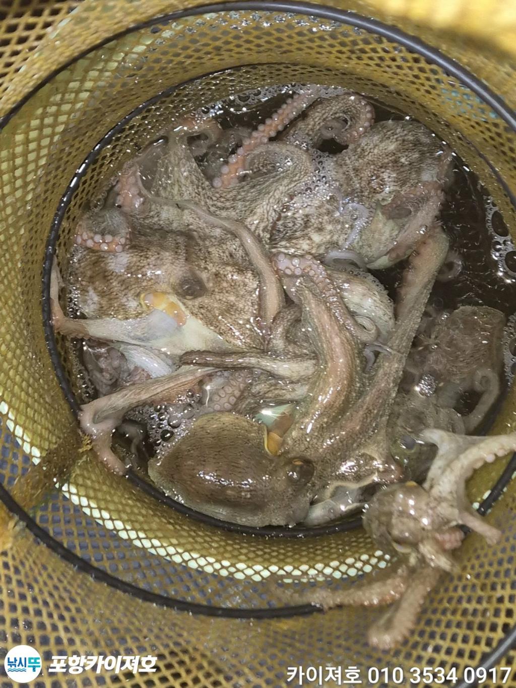 낚시뚜,기타 (직접입력),영일만항,포항카이져호,낚시뚜49