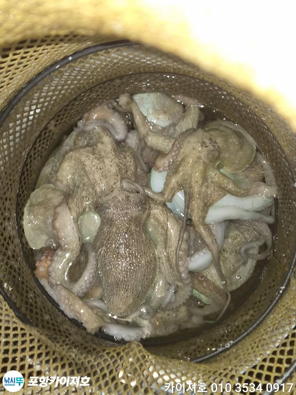 낚시뚜,기타 (직접입력),영일만항,포항카이져호,낚시뚜38